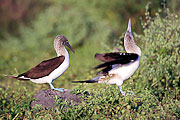 Picture 'Eq1_25_04 Blue Footed Booby, Galapagos, Espanola, Punta Suarez'